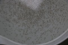 ���|�r�磨P5��